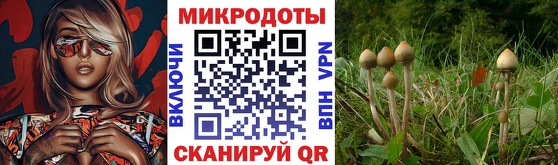 Псилоцибиновые грибы Cubensis Киреевск